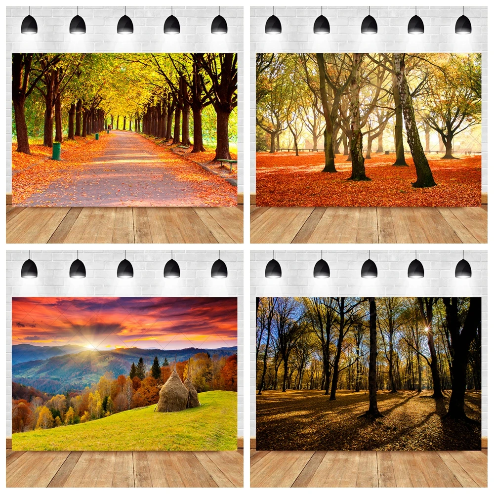 Осенний природный пейзаж Золотой Солнечный свет сияет на лесу озеро кленовые