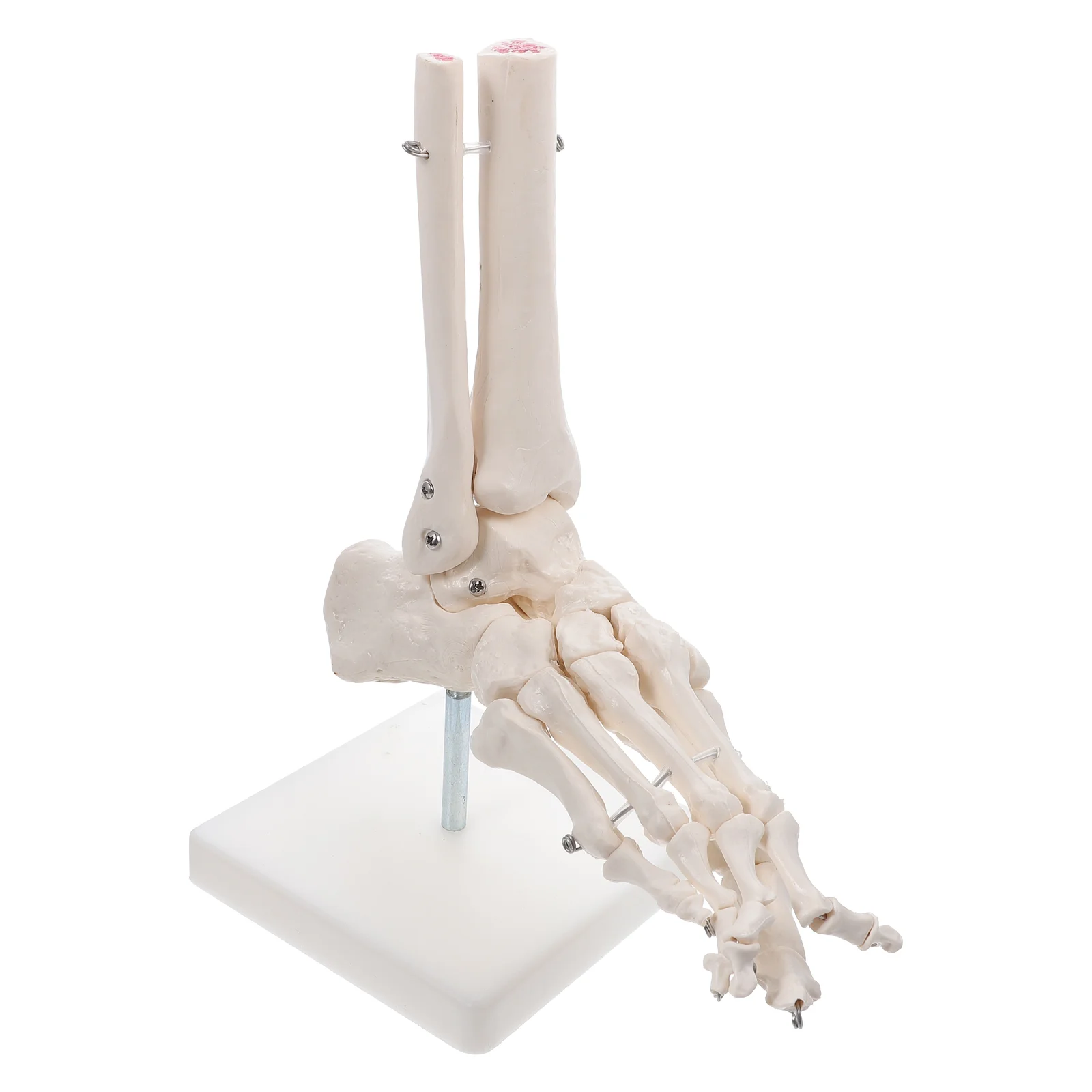 

1 Pc Foot Joint Model Premium Durable Sturdy Prime Tool Mold Model for School Home