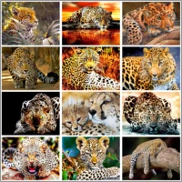 5d diamond painting full round leopard rhinestones pictures animals diamond embroidery diamond mosaic