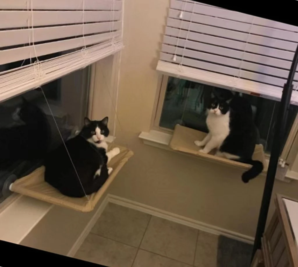 

Pet Cat Window Hammock Sucker Type Hanging Nest Cat Bed Summer Mesh Cat Hammock