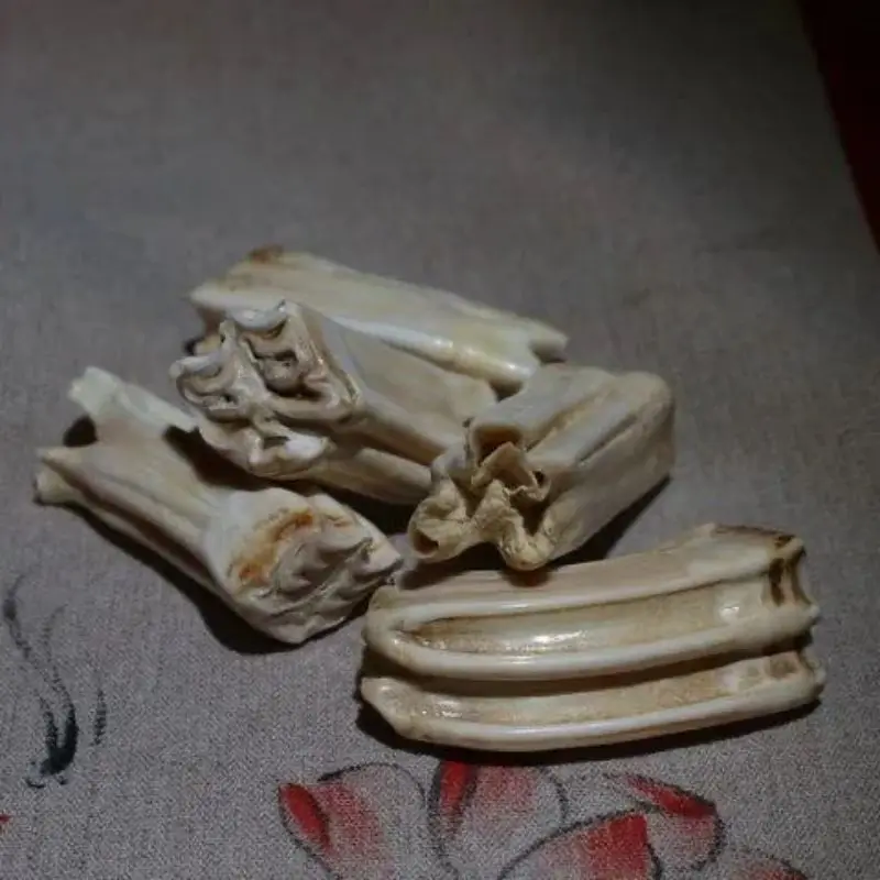 Natural Hippo Teeth Pendant Hippo Teeth Hand Handle Piece Horse Teeth Dental Raw Materials Literary Play Handle Play Hand Handle