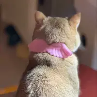 Ошейник с крыльями #1