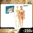 Научный опыт Строение тела