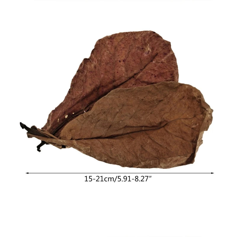 Большие листья Dimocarpus Catappa для аквариума GBTW
