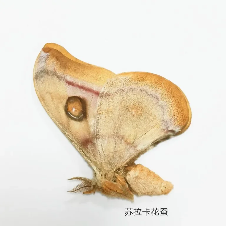 Образец настоящей мотыги Lepidoptera. настоящих насекомых. Обучение и исследование.