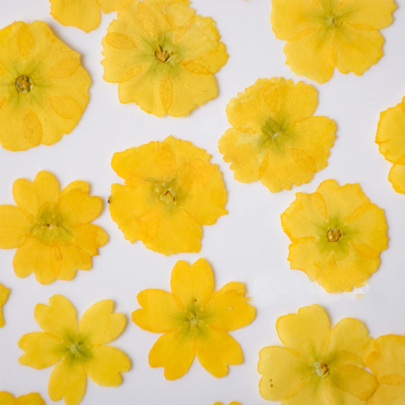 Примула-настоящие прессованные цветы для сотового телефона фотография