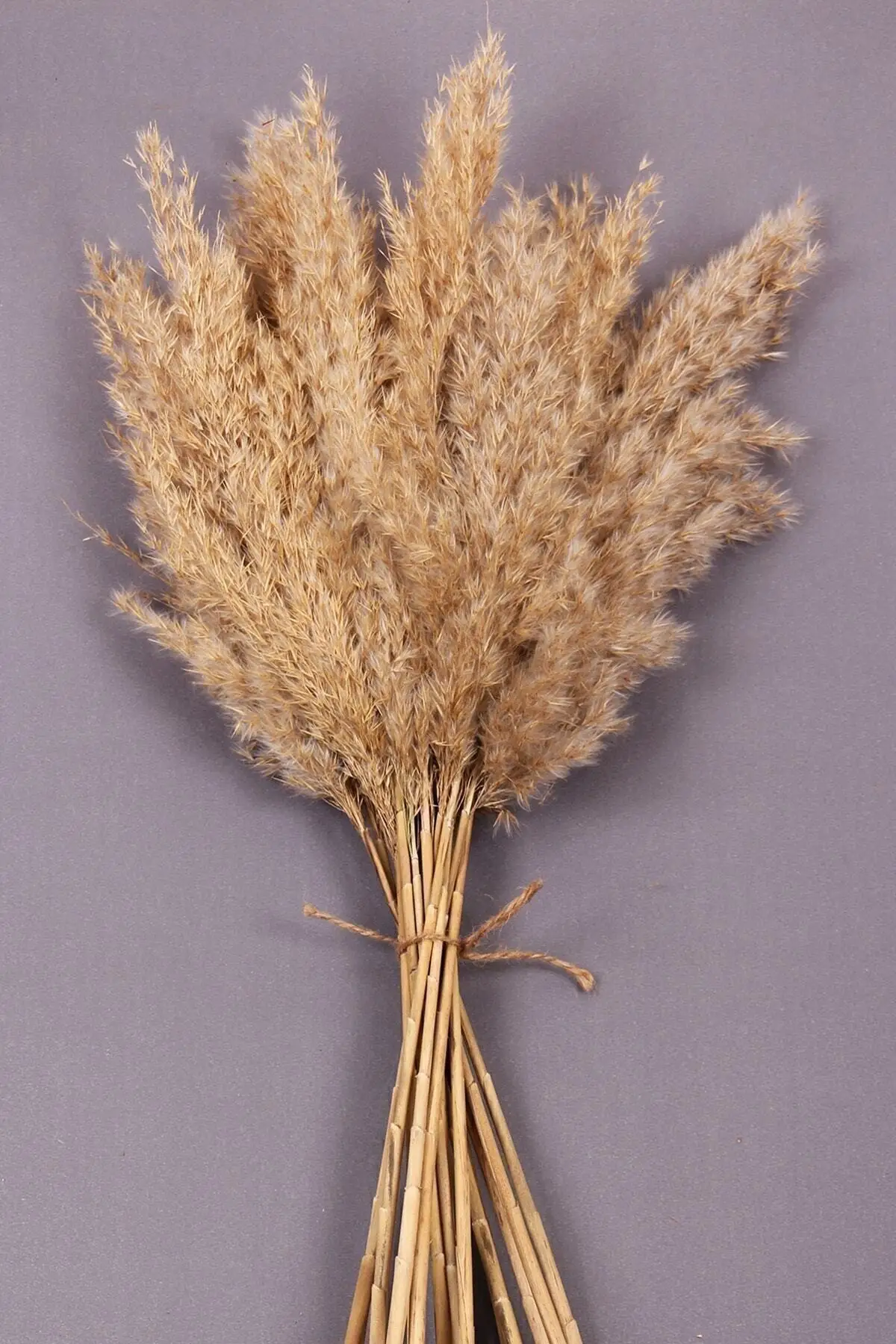 

Natural Dry Flower Pampas 15 Pcs 100 Cm