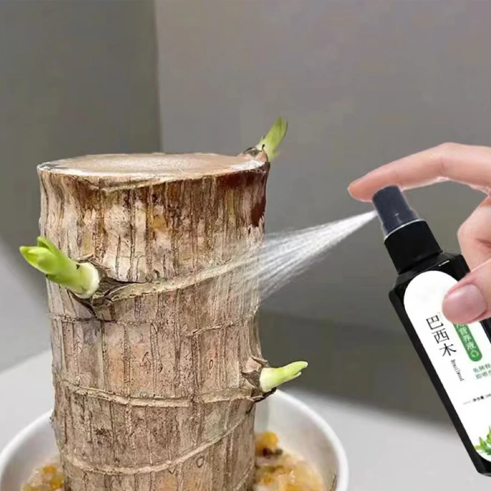 

100 мл питательный раствор для растений, жидкое удобрение для бразильского дерева, практичный бытовой гидропонный раствор для питательных веществ