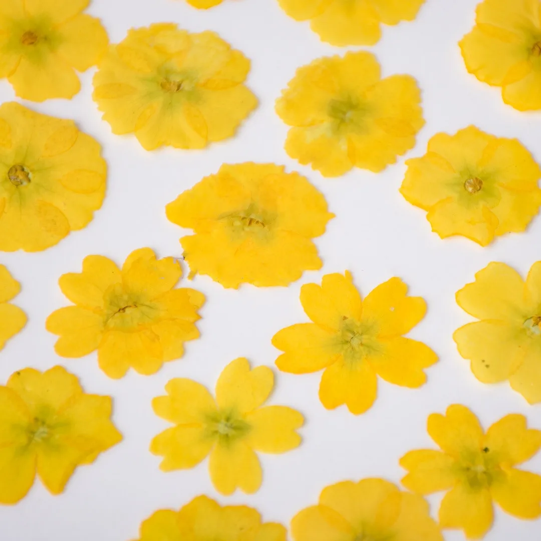 

Pressed Dried Jasminum nudiflorum Lind Flower Herbarium For Jewelry Postcard Bookmark Phone Case Photo Frame Invitation Card DIY