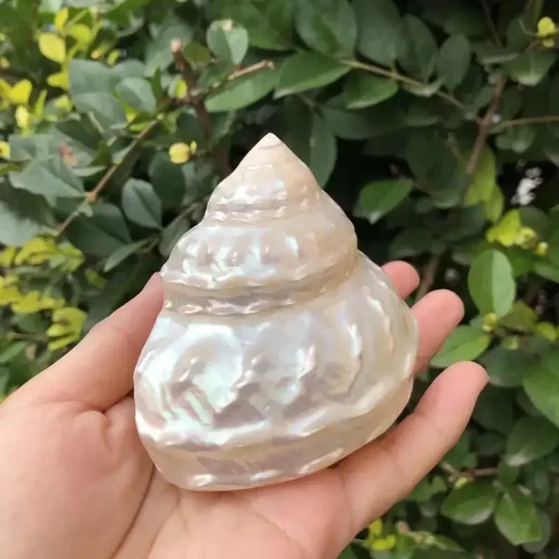 Белая раковина жемчужная башня флуоресцентные раковины ландшафтное украшение