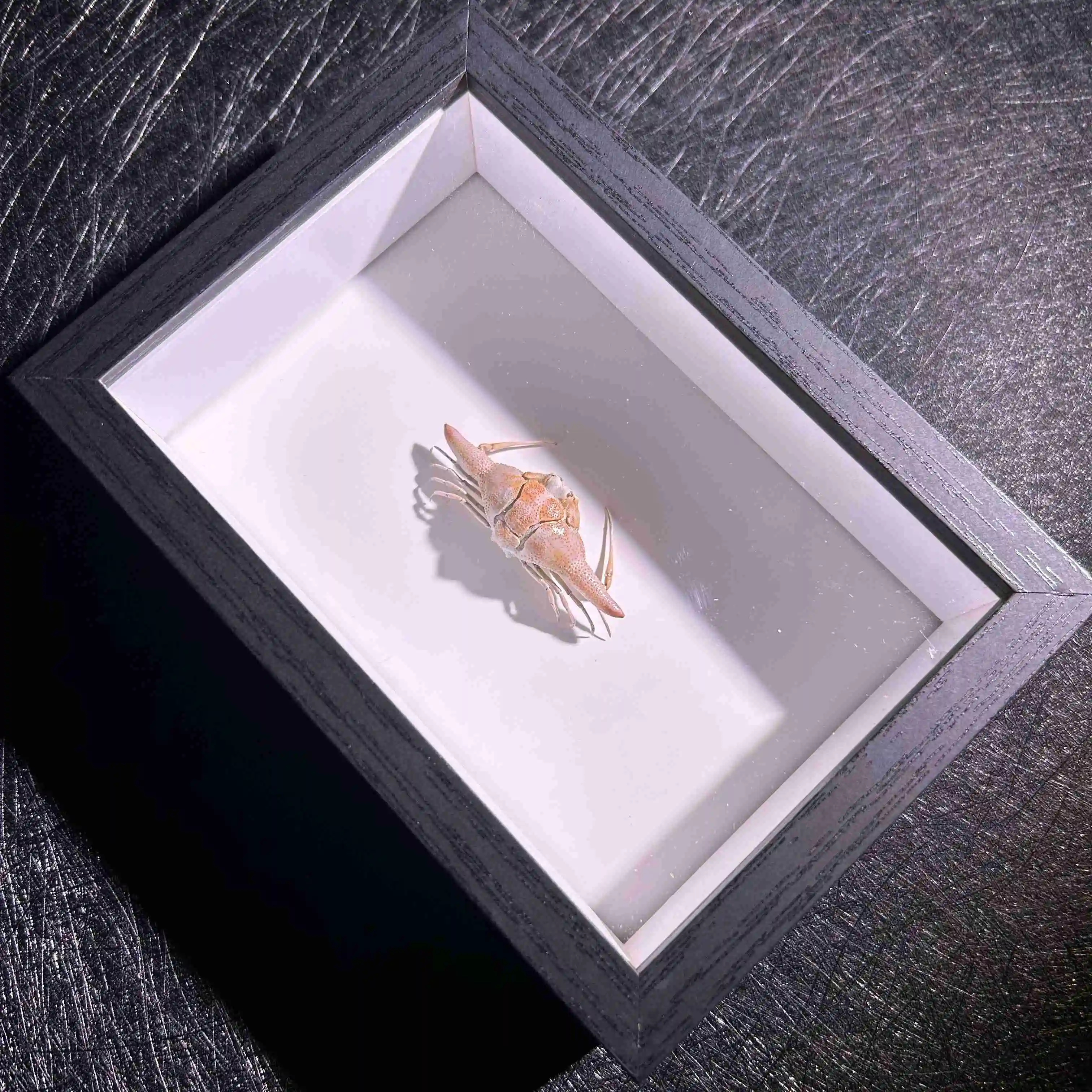 

Цилиндрический образец краба-скрипки