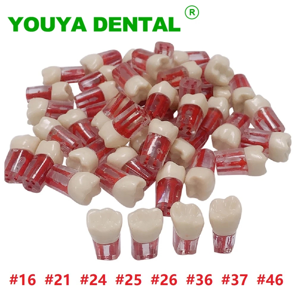 

5pcs Dental Model Endodontic Root Canal Block Practice Teeth Pulp Cavity Study Model Resin Tooth RCT Model Dentistry Product