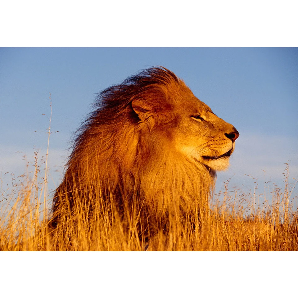 

Набор для алмазной вышивки «Стразы», картина 5D «сделай сам» с животными, львом, Набор для вышивки крестиком, мозаика для домашнего декора, по...