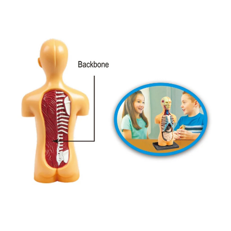 Продажа Модель человеческого тела, обучающий инструмент, обучающий органайзер, обучающие игрушки для студентов и детей Продажа Модель человеческого тела, обучающий инструмент, обучающий органайзер, обучающие игрушки для студентов и детей