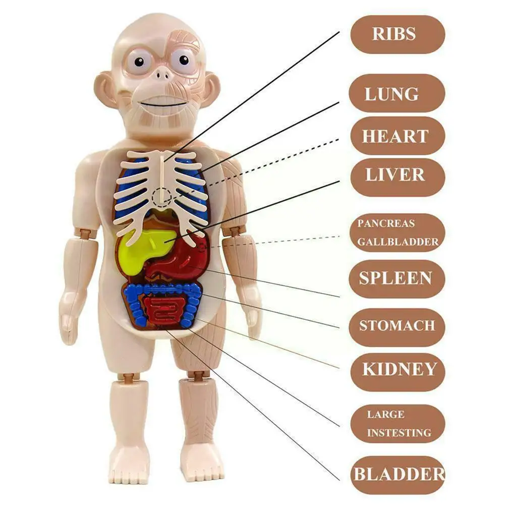 

3d Puzzle Human Body Anatomy Toy Educational Learning Diy Assembly Toys Kits Body Organ Teaching Tool For Childr O3v3