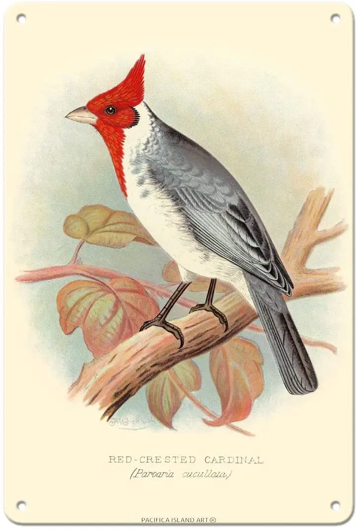

Pacifica Island Art Red Crested Cardinal (Paroaria coronata) - Vintage Bird Illustration by Frederick William Frohawk