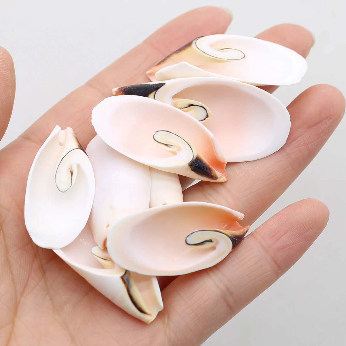 

30PC Natural Shell Conch Peacock Shells Home Decoration Jewelry Diy Handmade Creative Crafts Trinket Fish Tank Aquarium Ornament