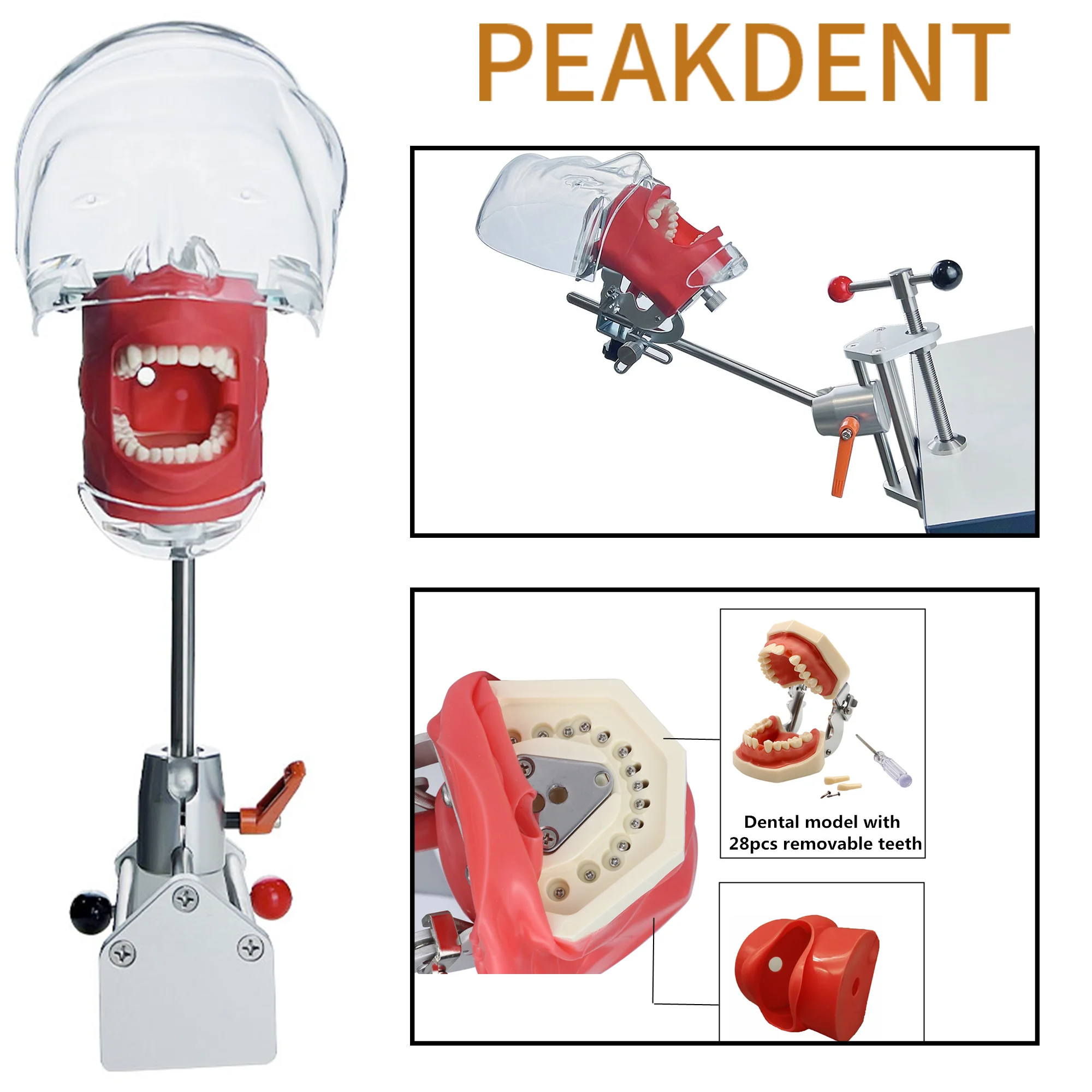 Простой стоматологический симулятор модель головы фантомный манекен с зубцами