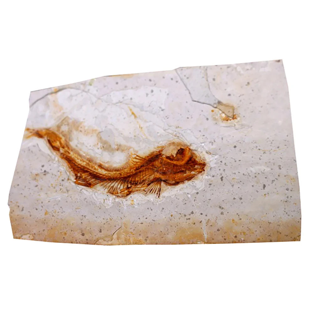 

Fossilfossils Teaching Bone Fossilized Specimen Animal Adornment Science Home Sample Ancient Specimens Desktop Props