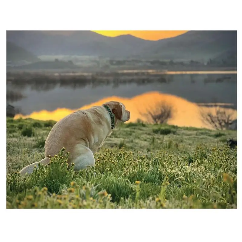 

Календарь на стену «Собачья корма», календарь на стену 2024 января 2024 года, с декабря, забавное настенное искусство, Шуточный Подарок, календарь для розыгрыша, 12 ежемесячных скачек