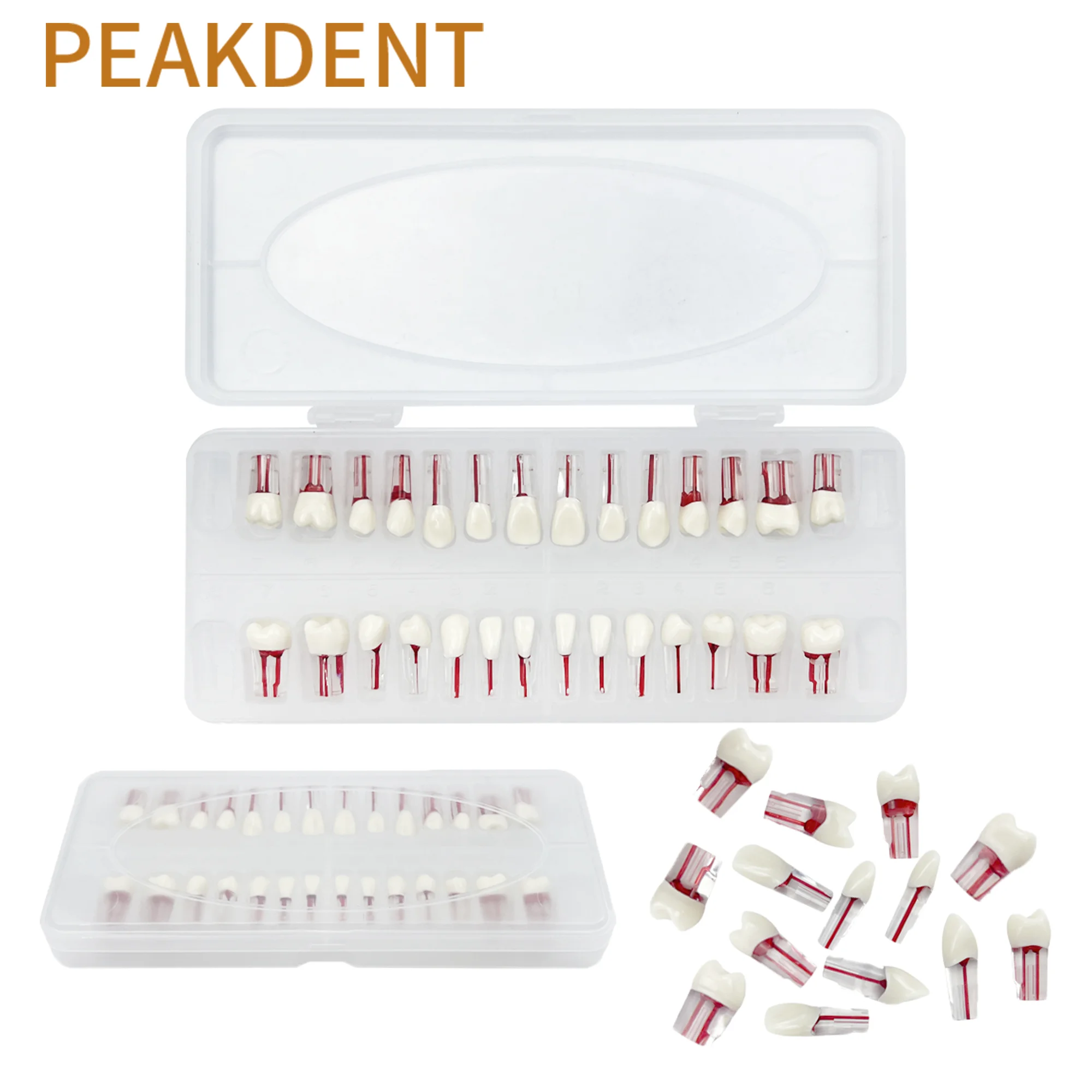 Модели корневых каналов зубов эндодонтия блок RCT модель для практики целлюлозы