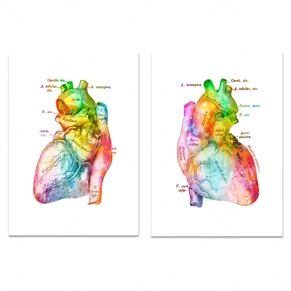Анатомический принт сердца ReachMani