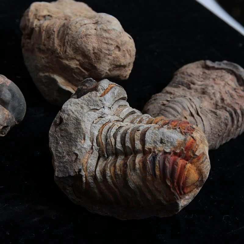 1Pcs Flexicalymene Moroccan Trilobites Fossil 8-9Cm Morocco