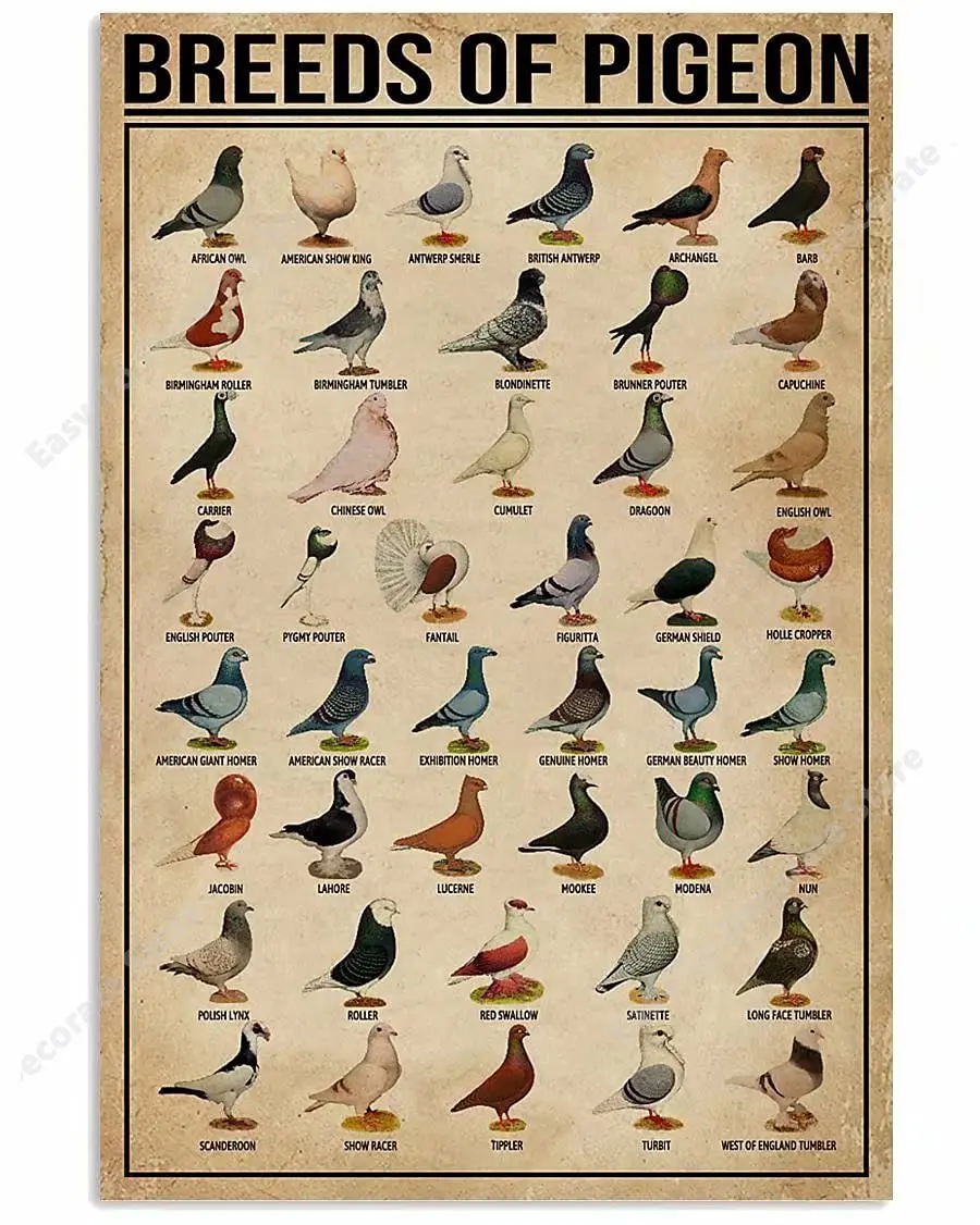 

Breeds of Pigeon Metal Signs Pigeon Education Encyclopedia Knowledge Posters Wall Decor Farm Decor Home Decor Vintage Printing