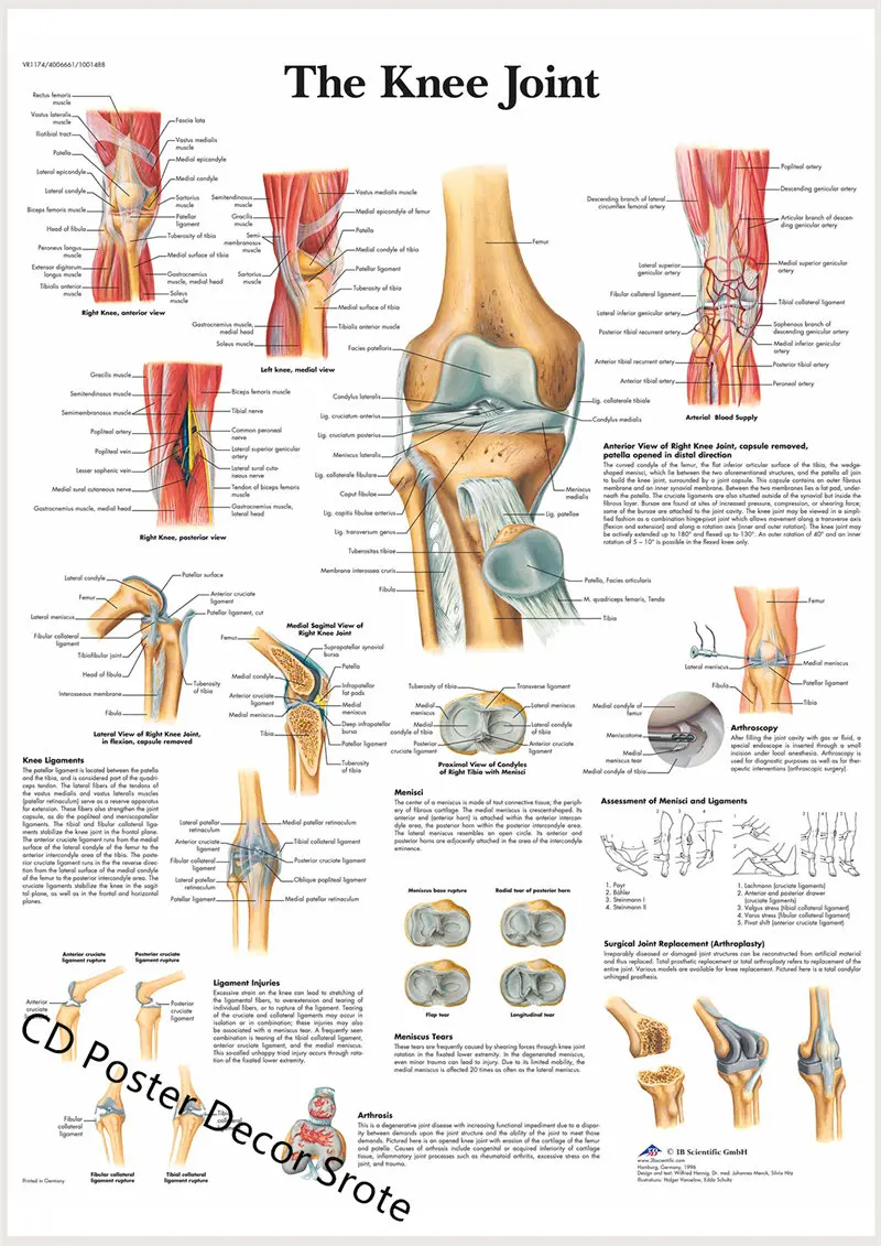 

Плакат "Анатомия и физиология", структура тела