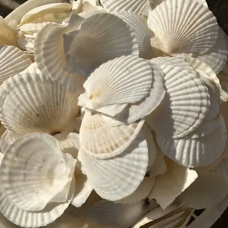 Чесночная вермишель белая большая раковина гребешок паровой Гавайская половина
