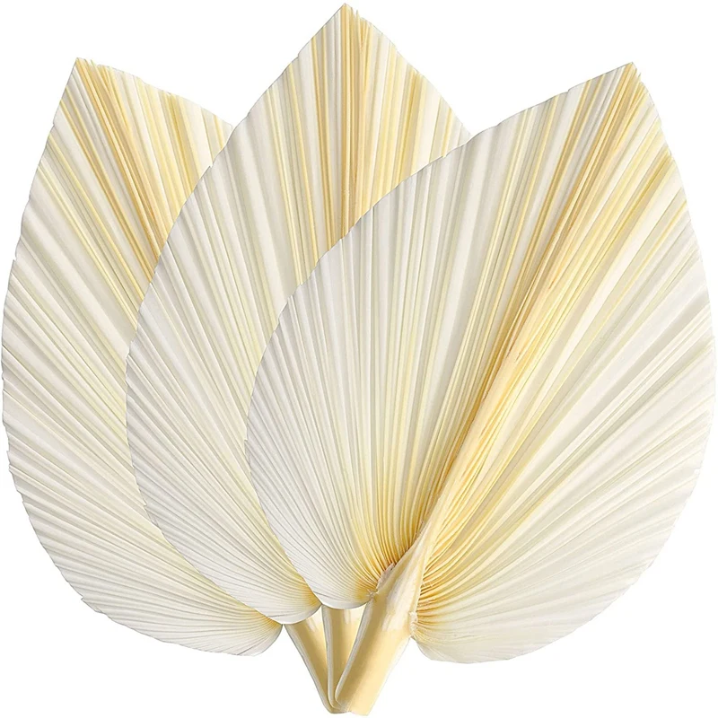 

Большие белые сушеные листья пальмы-Премиум качество-3 шт. элегантный современный Бохо Декор для дома и свадьбы-настенное искусство