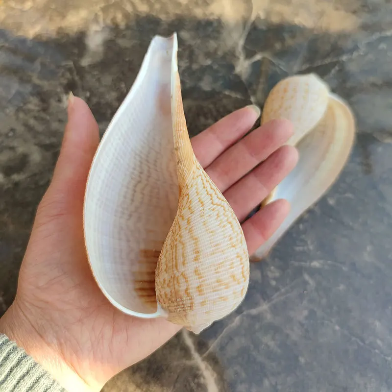 

1 шт., ракушка для аквариума, 4-6 см