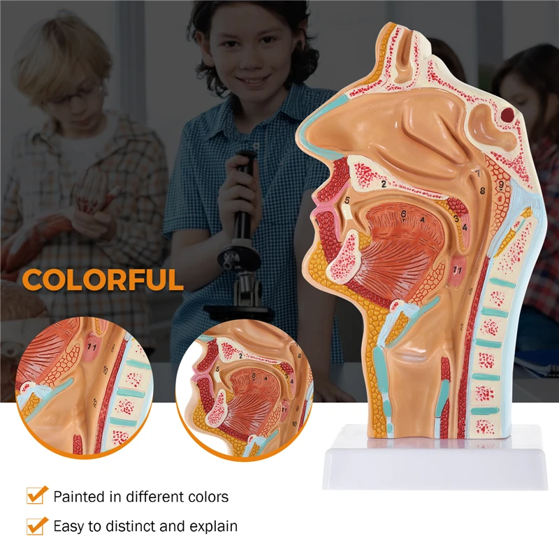 

Human Anatomical Nasal Cavity Throat Anatomy Medical Model for Science Classroom Study Display Teaching Medical Model