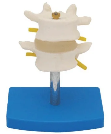 Комбинированная модель обычного поясничного отдела позвоночника две секции