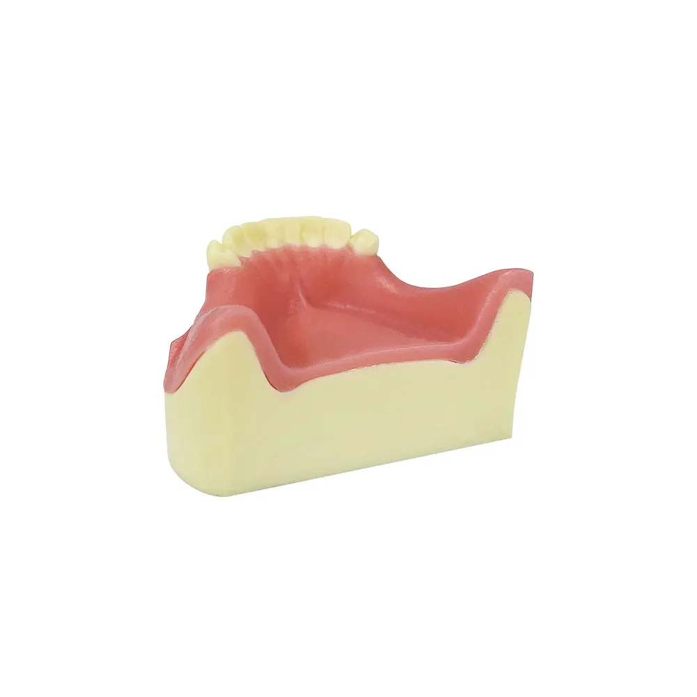 1 шт. модель зубов нижней части челюсти для стоматологической практики