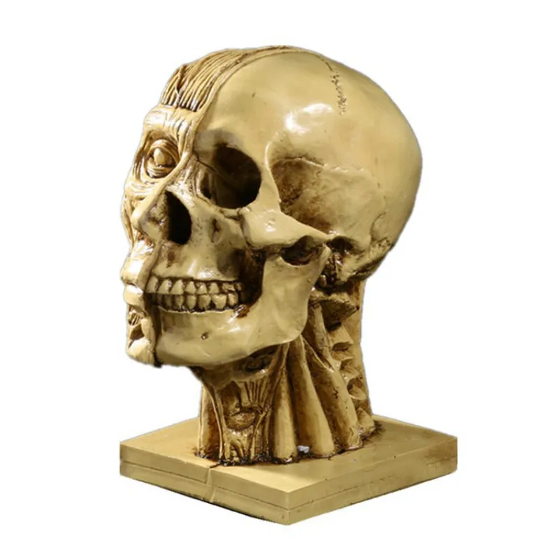 

Muscle head skull head medical model teaching supplies drawing reference art model Resin handicraft