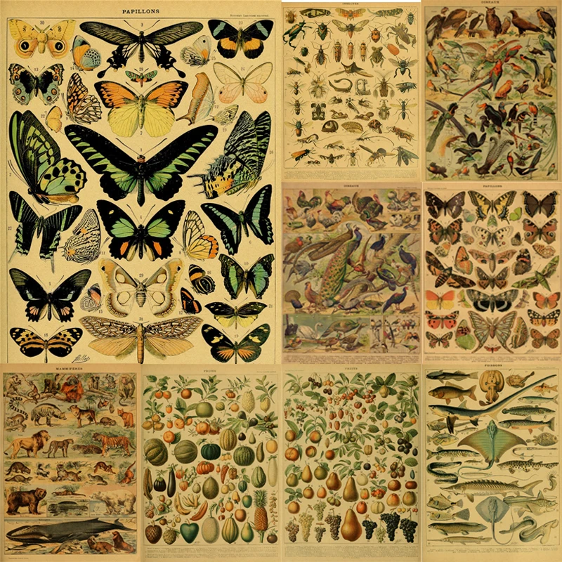 

картины для интерьера постеры на стену декор комнаты картина на стену Винтажные ботанические Искусственные бабочки, насекомые, фрукты, пти...