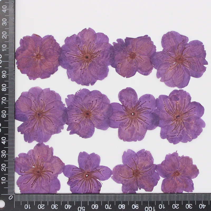 

60 шт., 3-4 см, прессованный высушенный окрашенные цветы сакуры, вишни, гербарий из растений, для изготовления ювелирных изделий, открыток, закладок, чехол для телефона, альбом для вырезок