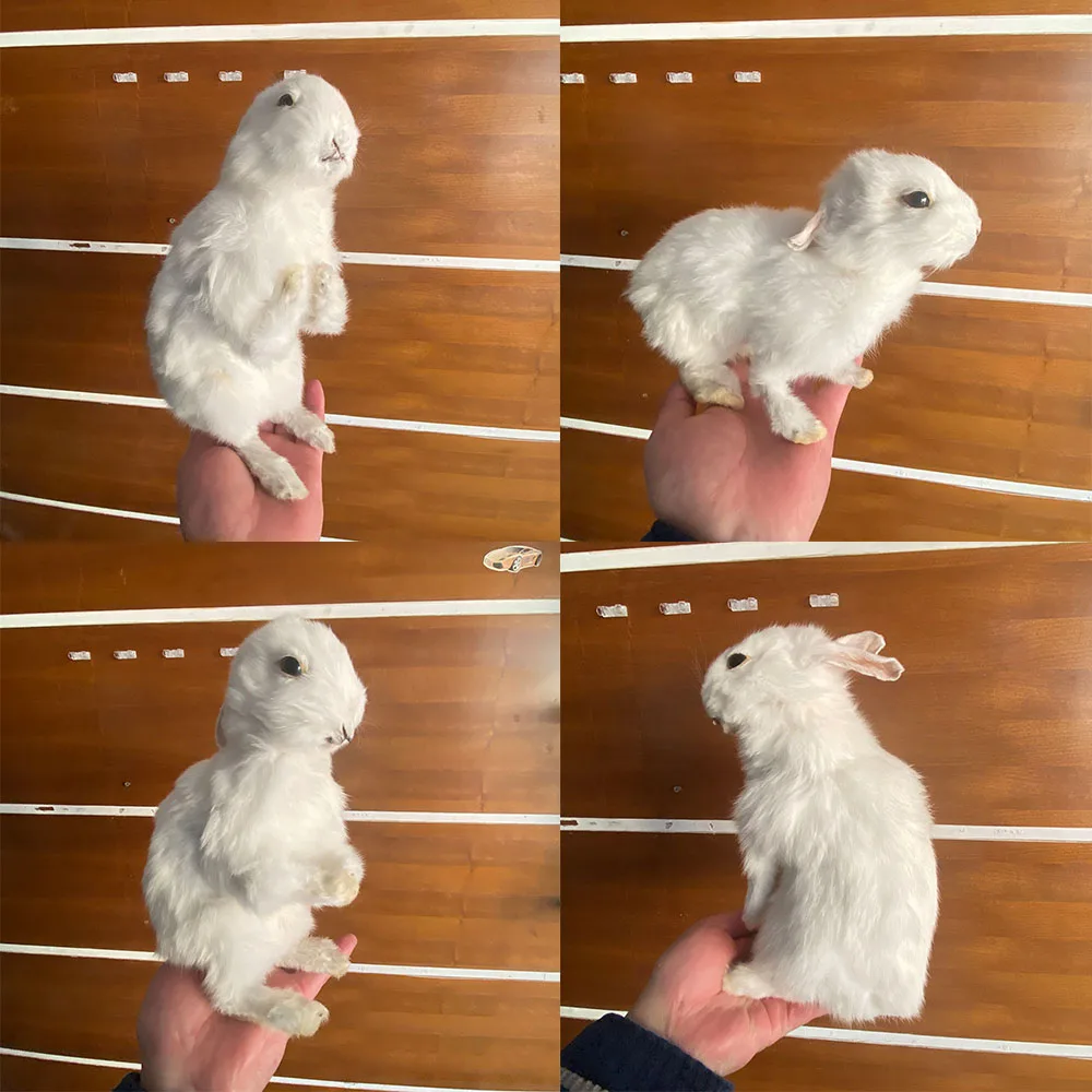 

1pcs Taxidermy stuffing White rabbit,bunny fur specimen Teaching / Decoration
