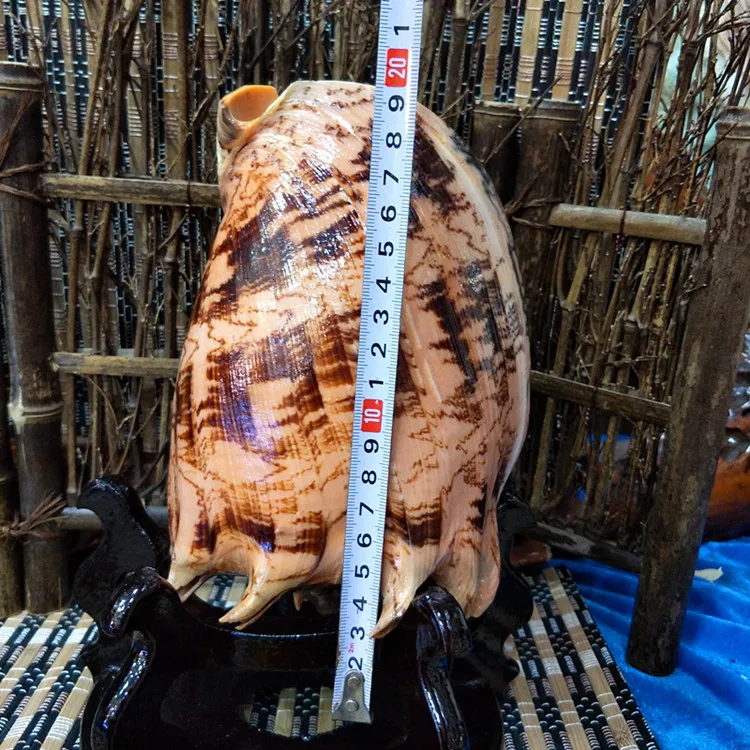 

Натуральная раковина Cymbiola imperialis