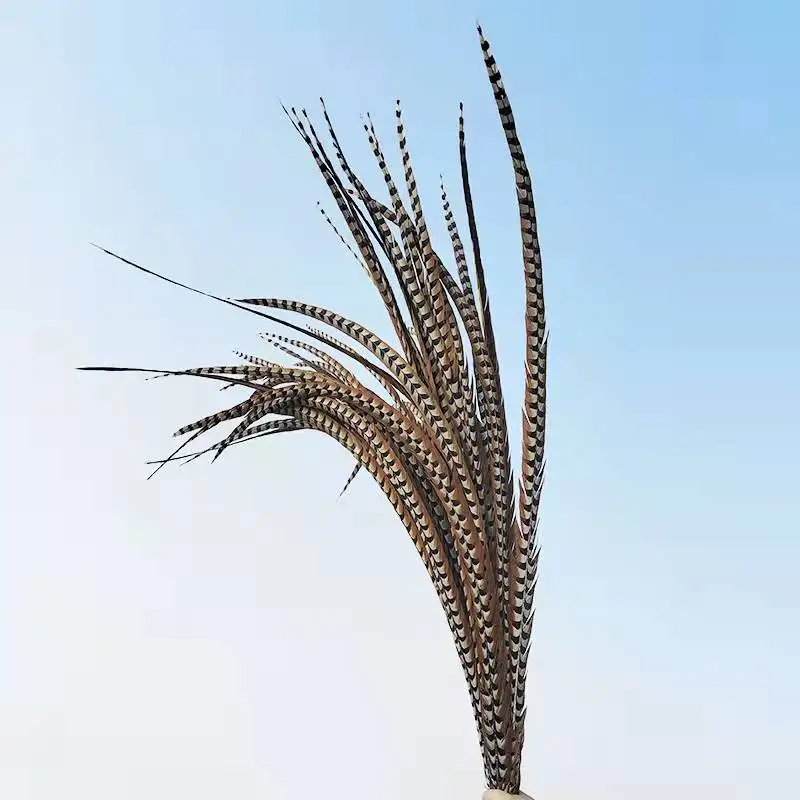 

Natural Rare Pheasant Tail Feathers for Crafts Reeves Venery Pheasant Tail Feather Carnival Costumes Decoration Plumas