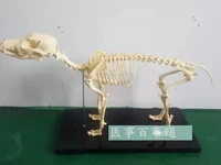 0 64m dog skeletal model dog skeletal specimen model