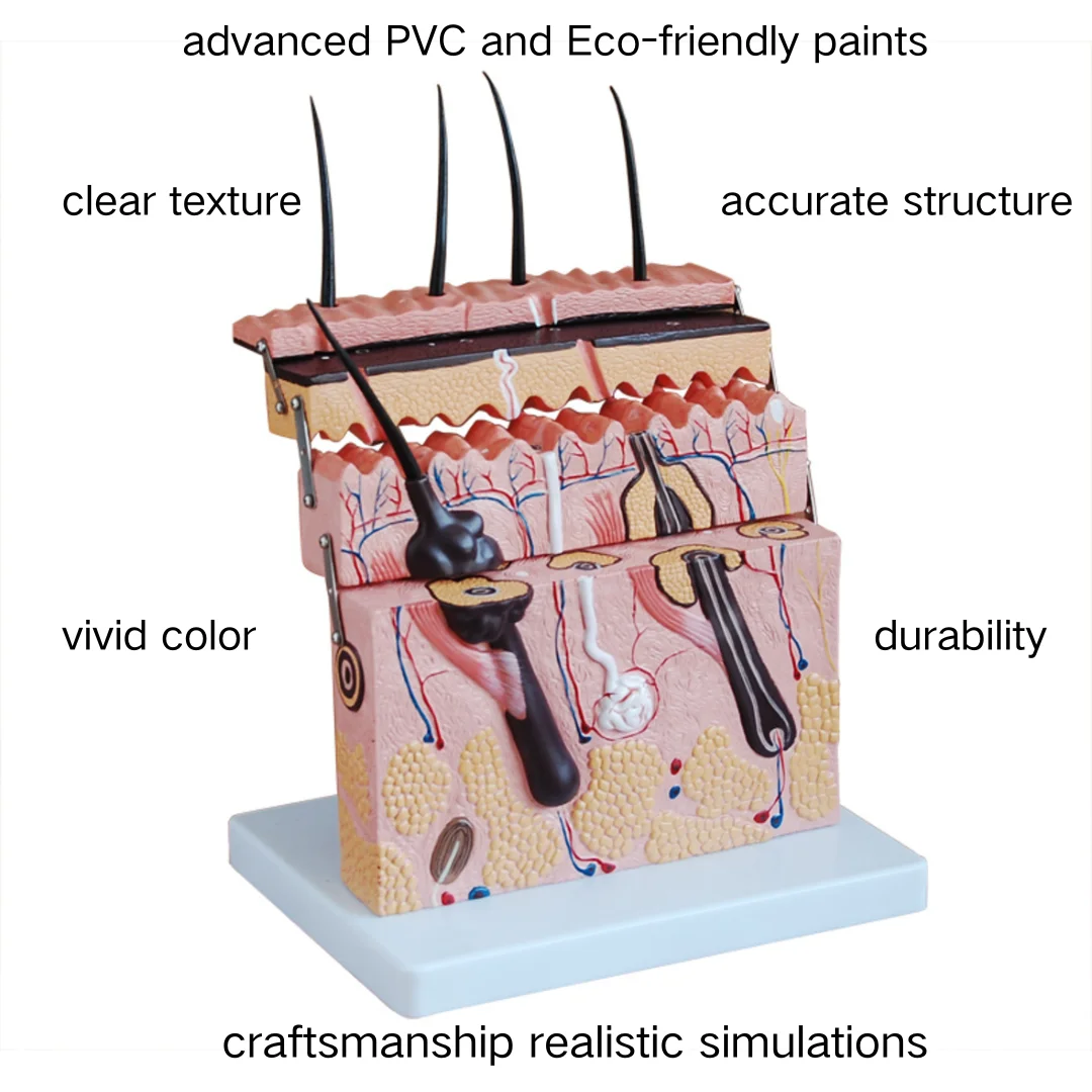 Увеличенная модель секции уровня кожи медицинские научные принадлежности