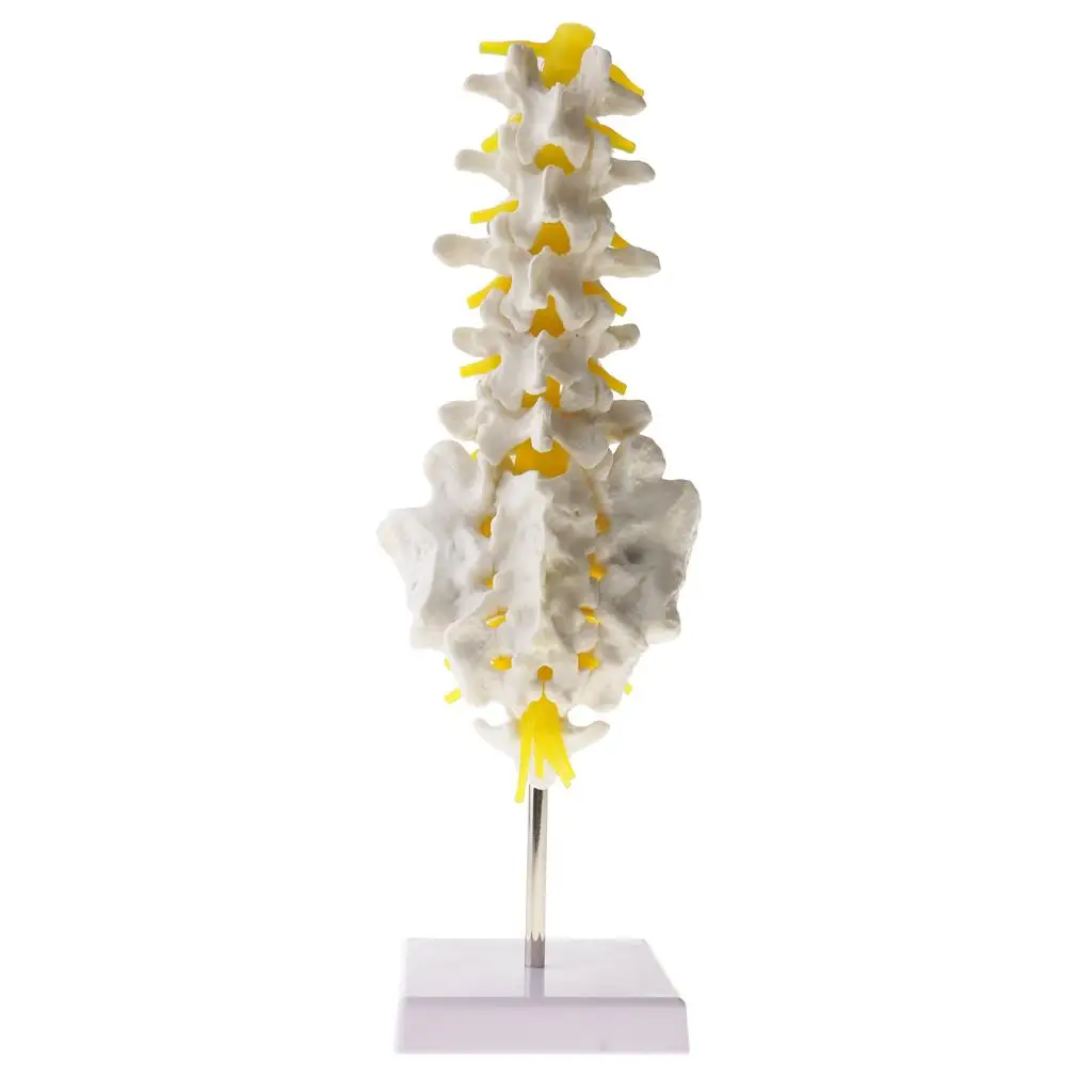1:1 человеческий позвоночник позвоночника с каркасом Sacrum Coccyx