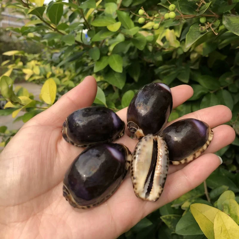

Ракушка Erosaria poraria Purple Cowrie