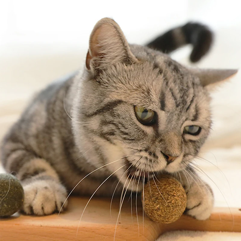

Pet Catnip Toys Edible Menthol Ball Healthy Cat Mint Home Chasing For Clean Teeth The Stomach Help Digestion Kittens Accessories
