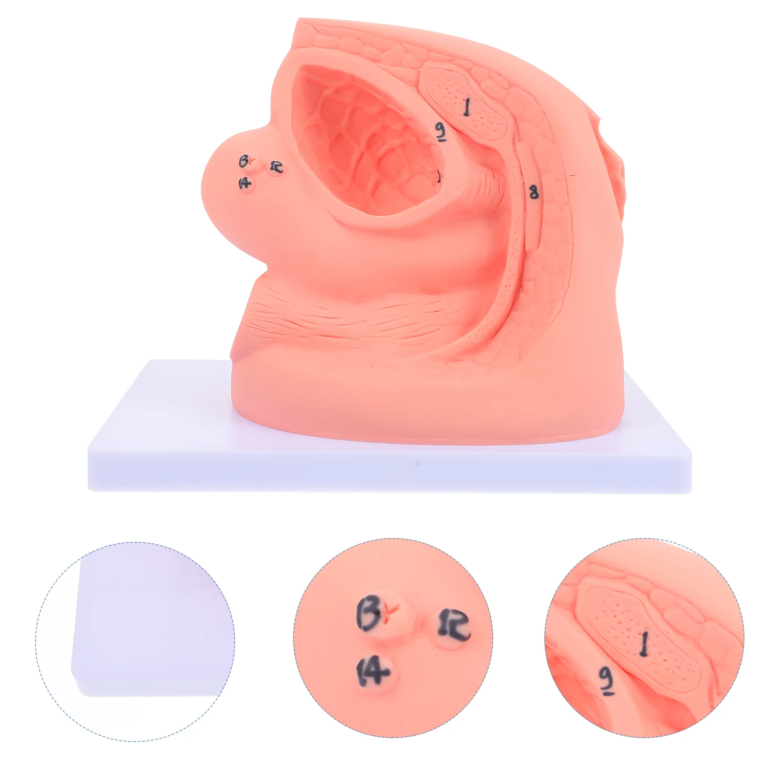 

1pc Female Catheterization Simple Model Show Body Catheterization Model