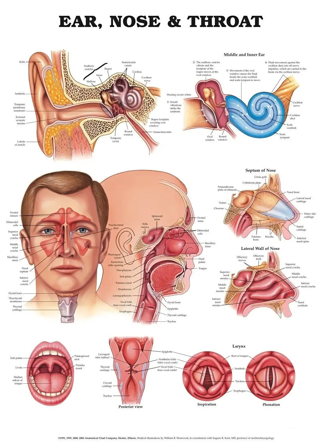 

NEW ANATOMY OF THE EARS NOSE & THROAT DIAGRAM CHART Print Art Canvas Poster For Living Room Decoration Home Wall Picture