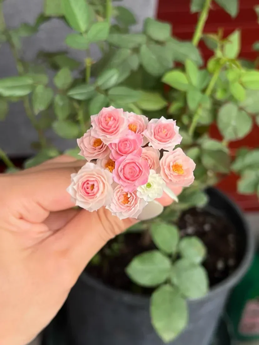 Фото miniaturowe kwiaty glina zielona roślina róża Fleshiness Model lalki bukiet ślubny scena impreza dekoracja pokoju akcesoria do domku dla lalek №5