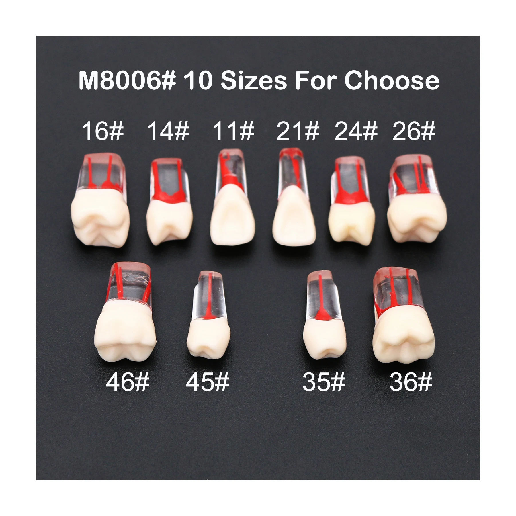 

5Pcs Dental Root Canal Endodontic Practice Teeth Model M8006 11# 14# 16# 21# 24# 26# 35# 36# 45# 46# Standard Typodont 1:1 Teach
